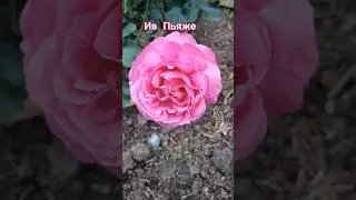 Шикарная 🌹#чайногибридная #ароматнаяроза