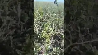 Kavun tarlasına hayvan giren ciftci delirdi
