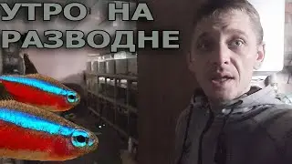 Разводня. Утро. Красный неон