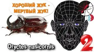Муравьиная ферма. Жук носорог 2