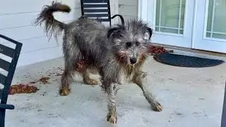 Irish Wolfhound Full Speed (60 MPH)