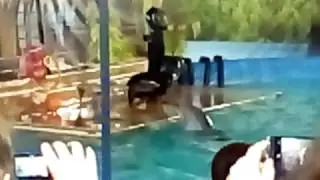 Выступление морского котика
