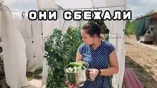ВЫЖИВАЕМ на хуторе ЮГА России | НАПАСТЬ за НАПАСТЬЮ | Совсем ОБЛЕНИЛИСЬ
