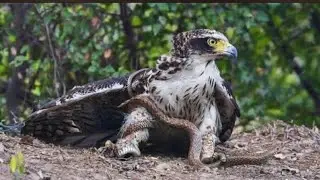 When an Eagle attacks Rattlesnake #animal #tiger #trending #tiktok #video #shortsvideo #shorts #lion