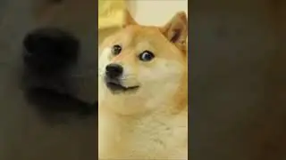 Kabosu, the Japanese dog behind the Doge meme has passed away 😔