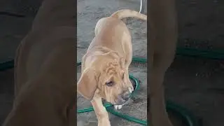 Fila Brasileiro - 86 dias de puro suco.. #caofeliz #cãofuncional