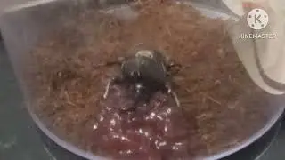 장수풍뎅이 딸기잼 먹방 (배속영상)