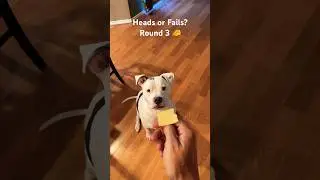 Canine Coin Flip - Heads or Fails? Round 3 #dog #dogfails