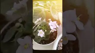 #Violet #Фіалка #flowers #shortvideo #shortsvideo #shorts #short #flowers #Еустома
