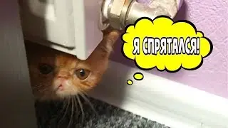Котенок играет со мной в прятки