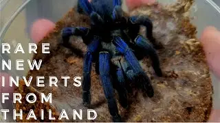 Super Rare New Inverts