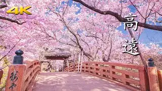 「天下第一の桜」満開の高遠城址公園 (BMPCC6K)
