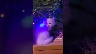 ивет