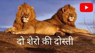 दो शेरो की दोस्ती......  #lion #lionmotivation #jungle
