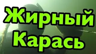 Подводная охота на крупного карася. 