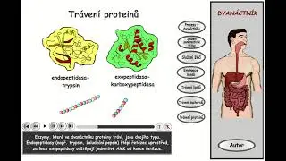 Trávení, část 19: Dvanáctník - trávení proteinů