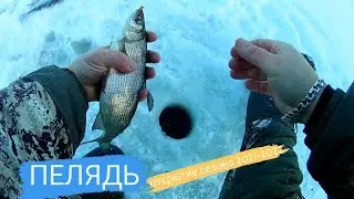 ПЕЛЯДЬ#1 открытие сезона  Whitefish opening of the season 