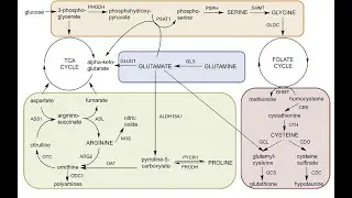 Amino Acid Synthesis, Degradation and Functions