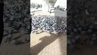pigeons #kabootar #love #birds