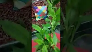 Potted bamboo plant, shining 🌟 