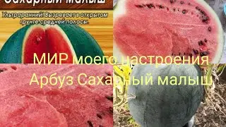 18.08.24 Арбуз 🍉 Сахарной Малыш