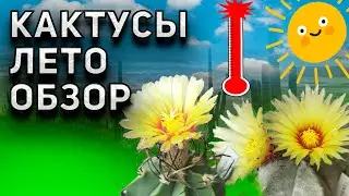 Кактусы. Лето. Обзор кактусов. Уход за кактусами летом.