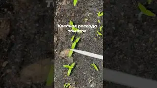 Три золотых правила крепкой и здоровой рассады томатов