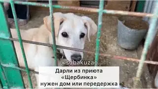 Дарли ищет дом или передержку! Приют «Щербинка» SOBAKA-UZAO.RU