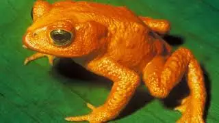 Genetic erosion | Wikipedia audio article