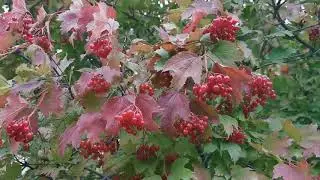Осенняя пора   очей очарованье