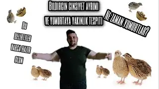 #Bıldırcın Çekiliş var  bıldırcın da cinsiyet ayrımı ve yumurtlama belirtileri #amerikanjumbo