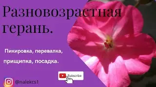 уход за геранью, опыт новичка