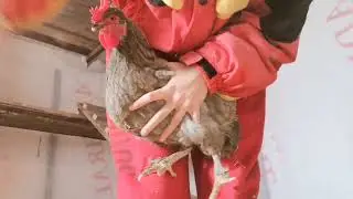 Кольцевала птиц в курятнике!🐓 Как это происходило😅