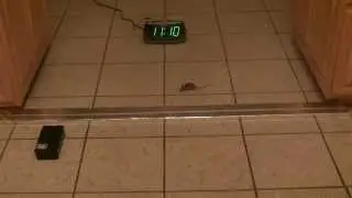 Homemade electric fence for mice