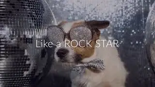 Party Like A ROCK STAR... DOG!!!