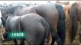Тараз мал базары 15.09.2019 Таразский скотный рынок