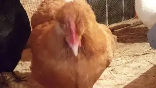 Бресс Гальская или французская мясная