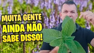 ✅ Coisas que você achava que sabia sobre o boldo mas não é bem assim!