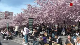 Gorgeous Cherry Blossoms in Stockholm 満開の桜 (2015)