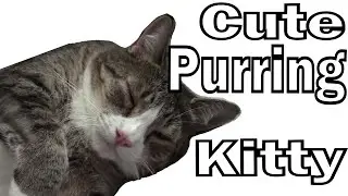 petting a cute kitty!  So much purring!