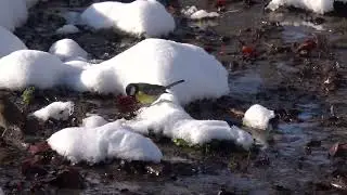 2024 01 19 Roodborstje en het Koolmeesje zoeken voedsel in het water