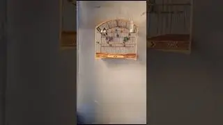 Coleiro Larangeira Tui Tui