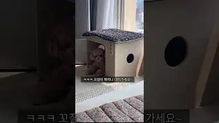 꼬질이 복떠니 나눔합니다🐶