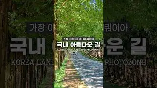 국내에서 가장 아름다운 메타세쿼이아길 추천!