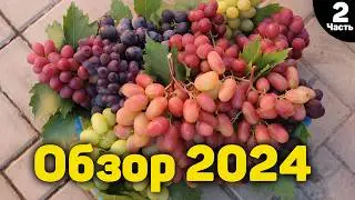 🍇Обзор ультраранних и ранних сортов винограда - 2024 - "Часть 2" 📸