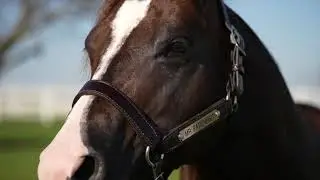 MR FARENHEIT AQHA Stallion