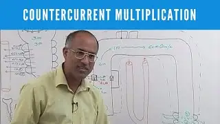 Urine Concentration and Dilution | Countercurrent Multiplication