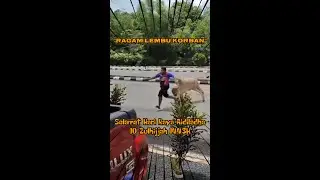 Macam-Macam Ragam Lembu Korban #lembukorban #harirayakorban