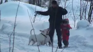 Копия видео "NewYear 2013 Bull terrier /2013/01/02 p3"