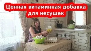 Природные витамины для кур несушек. Что для кур важно весной!